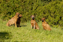 Chitumwa, Anza, Boma und Gani