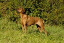 Anza