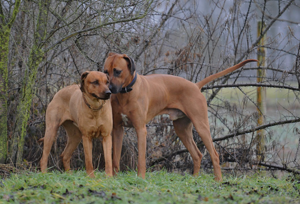 Hundehochzeit