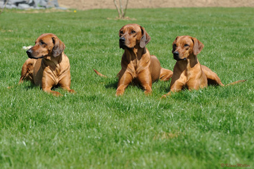 Anza, Chitumwa und Naja